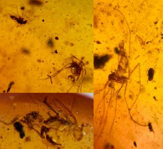 Unknown Fly Bug&mosquito&beetle Burmite Myanmar Amber Insect Fossil Dinosaur Age