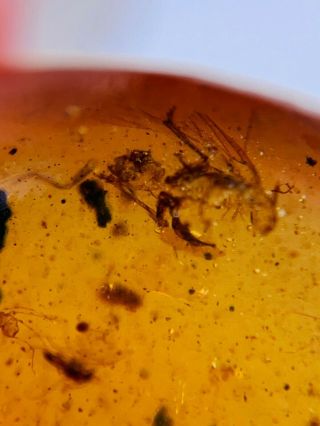 unknown fly bug&mosquito&beetle Burmite Myanmar Amber insect fossil dinosaur age 2