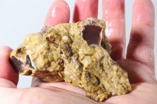 Texas Springs Fossil Wood limb cast lapidary 4.  8 oz rough w/ Reds 3