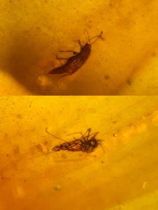 Rove Beetle&diptera Fly Burmite Myanmar Burmese Amber Insect Fossil Dinosaur Age