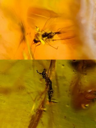 Unknown Fly Bug&wasp Bee Burmite Myanmar Burma Amber Insect Fossil Dinosaur Age