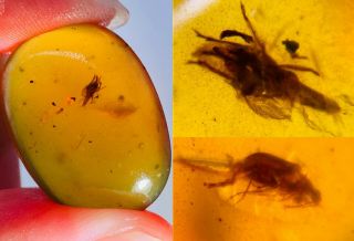2g Fulgora Candelaria&beetle Burmite Myanmar Amber Insect Fossil Dinosaur Age