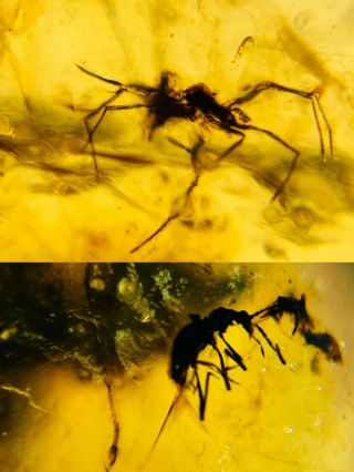 Beetle&arachnida Spider Burmite Myanmar Burmese Amber Insect Fossil Dinosaur Age