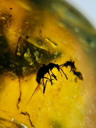 beetle&Arachnida spider Burmite Myanmar Burmese Amber insect fossil dinosaur age 3
