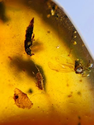 Rove Beetle&unknown Fly Burmite Myanmar Burmese Amber Insect Fossil Dinosaur Age