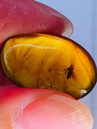 1.  34g Mosquito Fly Burmite Myanmar Burmese Amber Insect Fossil Dinosaur Age