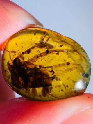 1.  5g Unknown Big Bug Burmite Myanmar Burma Amber Insect Fossil Dinosaur Age