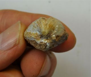 Brachiopods - Permian Period - Unknown Brachiopod From Timor,  Indinexia - Ub2