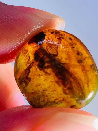 1.  3g Unknown Fly Bug Burmite Myanmar Burmese Amber Insect Fossil Dinosaur Age