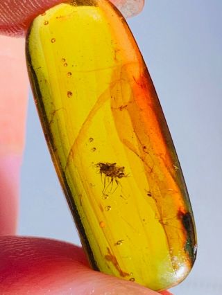 1.  08g Unknown Fly Bug Burmite Myanmar Burmese Amber Insect Fossil Dinosaur Age