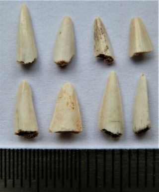 55 Devonian Fish Tooth.  Rare