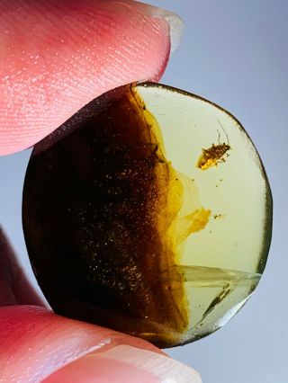 1.  1g Unknown Bug&mineral Burmite Myanmar Burma Amber Insect Fossil Dinosaur Age