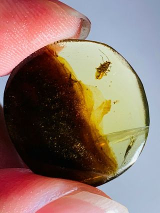 1.  1g unknown bug&mineral Burmite Myanmar Burma Amber insect fossil dinosaur age 2