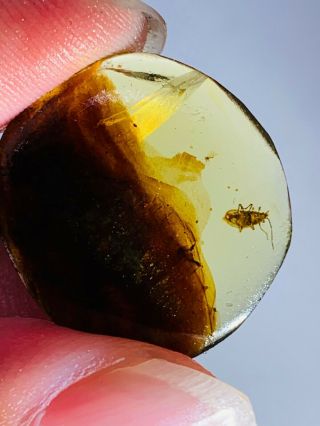 1.  1g unknown bug&mineral Burmite Myanmar Burma Amber insect fossil dinosaur age 3