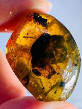 5.  82g Unknown Bug Wings Burmite Myanmar Burmese Amber Insect Fossil Dinosaur Age