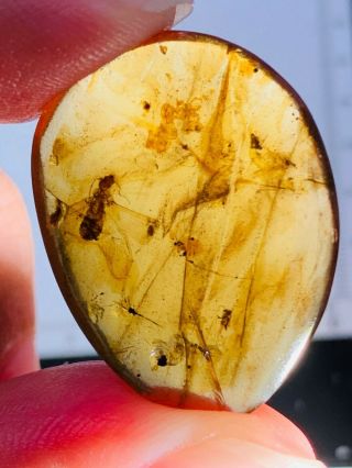 2.  38g Termite White Ant Burmite Myanmar Burma Amber Insect Fossil Dinosaur Age
