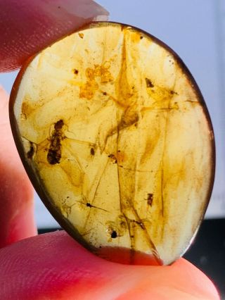 2.  38g termite white ant Burmite Myanmar Burma Amber insect fossil dinosaur age 2
