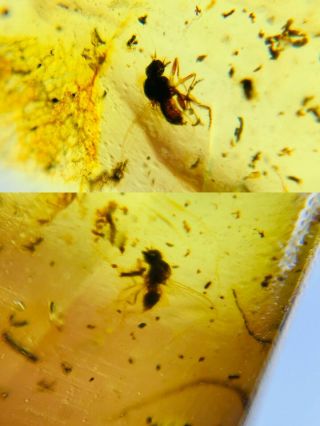 2 Diptera Fly Bugs Burmite Myanmar Burmese Amber Insect Fossil Dinosaur Age
