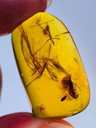 4.  67g Unknown Big Bug Burmite Myanmar Burmese Amber Insect Fossil Dinosaur Age