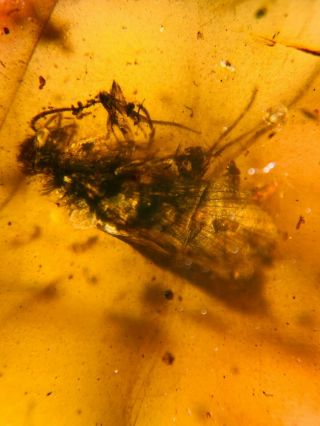 Trichoptera Caddisfly Burmite Myanmar Burmese Amber Insect Fossil Dinosaur Age