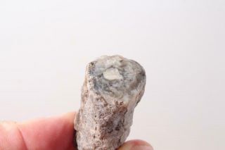 Oregon Fossil Limb Cast 1.  2 Oz Windowed Specimen