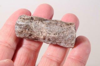 Oregon Fossil Limb Cast 1.  2 oz windowed specimen 2