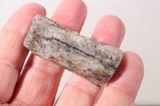 Oregon Fossil Limb Cast 1.  2 oz windowed specimen 3
