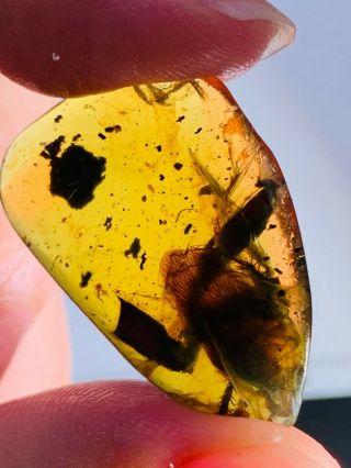 2.  72g Adult Roach&leaf Burmite Myanmar Burmese Amber Insect Fossil Dinosaur Age