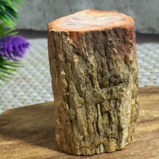 Polished Petrified Wood Crystal Slice Madagascar 57g A143