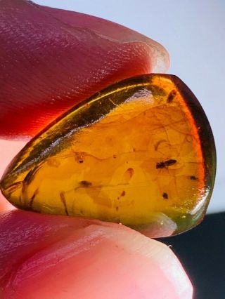 1.  23g Unknown Fly Bugs Burmite Myanmar Burmese Amber Insect Fossil Dinosaur Age