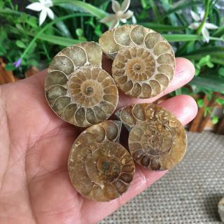 51g 2pairs Of Small Split Ammonite Specimen Shell Healing Madagascar Ps2518
