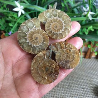 51g 2pairs of small Split Ammonite Specimen Shell Healing Madagascar ps2518 2