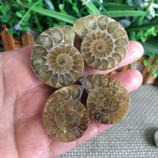 51g 2pairs of small Split Ammonite Specimen Shell Healing Madagascar ps2518 3