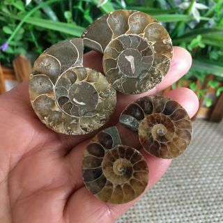 39g 2pairs Of Small Split Ammonite Specimen Shell Healing Madagascar Ps2516
