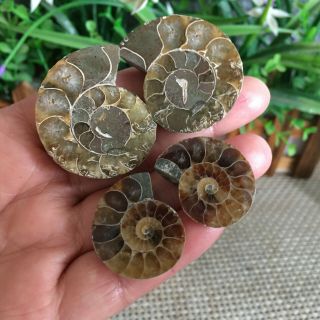 39g 2pairs of small Split Ammonite Specimen Shell Healing Madagascar ps2516 2