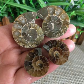 39g 2pairs of small Split Ammonite Specimen Shell Healing Madagascar ps2516 3
