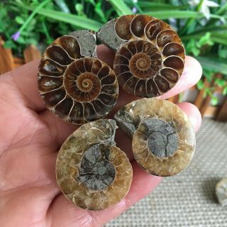 40g 2pairs Of Small Split Ammonite Specimen Shell Healing Madagascar Ps2515