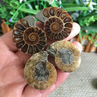 40g 2pairs of small Split Ammonite Specimen Shell Healing Madagascar ps2515 2