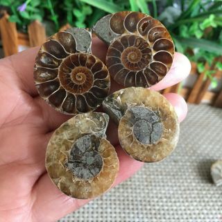 40g 2pairs of small Split Ammonite Specimen Shell Healing Madagascar ps2515 3