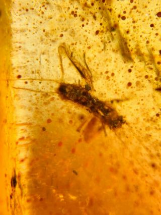 Orthoptera Cricket Burmite Myanmar Burmese Amber Insect Fossil Dinosaur Age