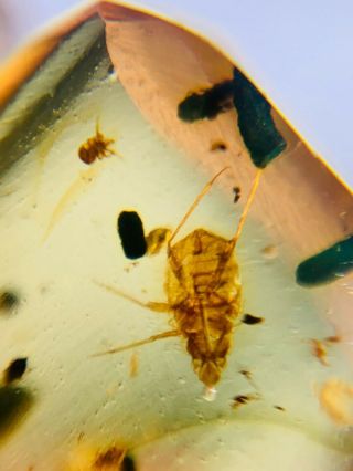 Cicada Larva&tick Burmite Myanmar Burmese Amber Insect Fossil Dinosaur Age