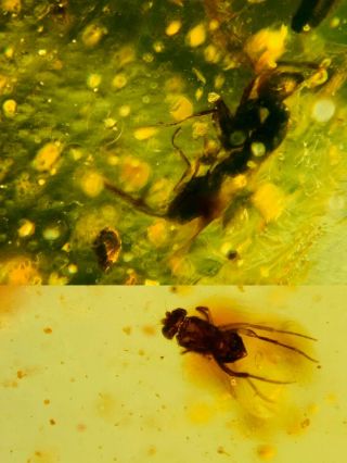 Diptera Fly&wasp Bee Burmite Myanmar Burmese Amber Insect Fossil Dinosaur Age