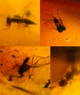 Mosquito Fly&wasp Bee Burmite Myanmar Burmese Amber Insect Fossil Dinosaur Age