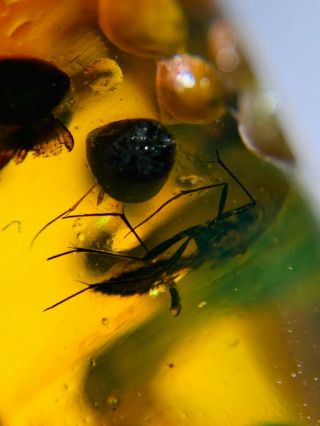 Fly Bugs&plant Spores Burmite Myanmar Burmese Amber Insect Fossil Dinosaur Age