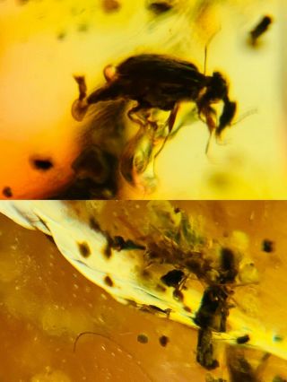 Beetle&unknown Bug Burmite Myanmar Burmese Amber Insect Fossil Dinosaur Age