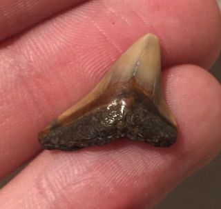 Florida Fossil Bull Shark Tooth Megalodon Age Miocene Fossil Shark