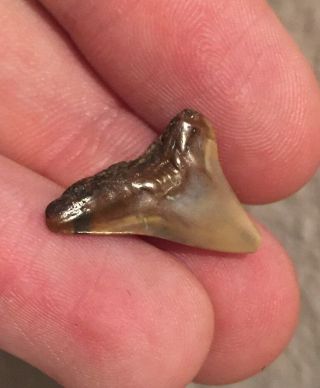 Florida Fossil Bull Shark Tooth Megalodon Age Miocene Fossil Shark 2