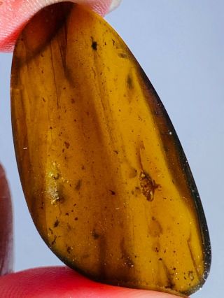 2.  76g Leafhopper Larva Burmite Myanmar Burmese Amber Insect Fossil Dinosaur Age