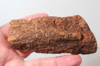 Fossil Limb Cast 6.  8 oz windowed rough specimen 2