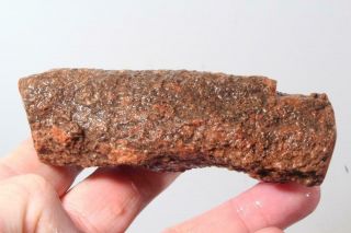 Fossil Limb Cast 6.  8 oz windowed rough specimen 3